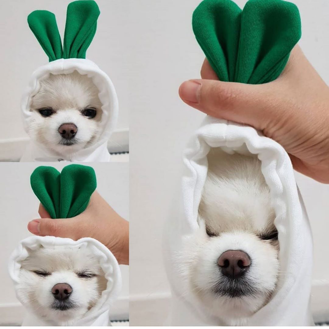 Dog Clothes For Small Dogs