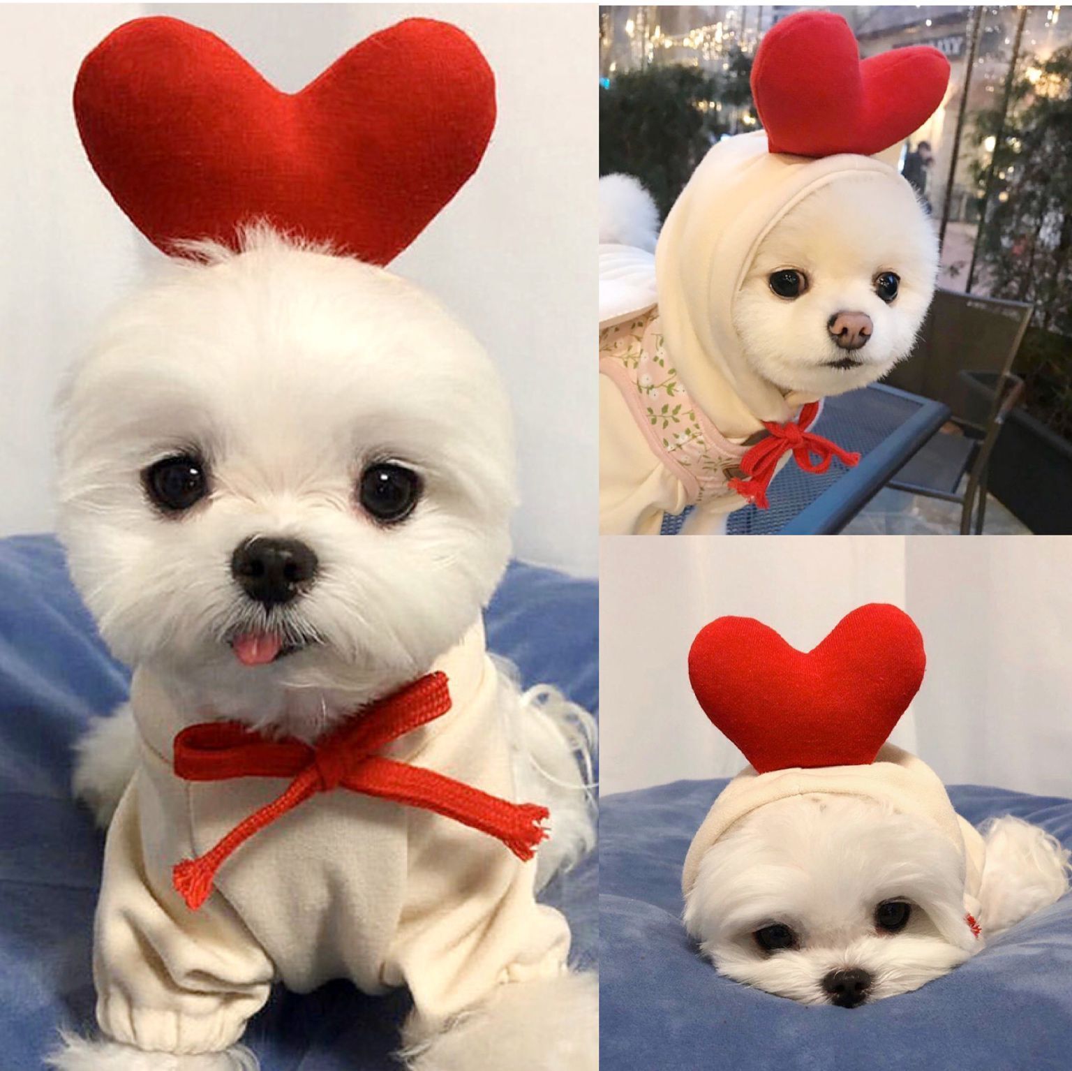 Dog Clothes For Small Dogs