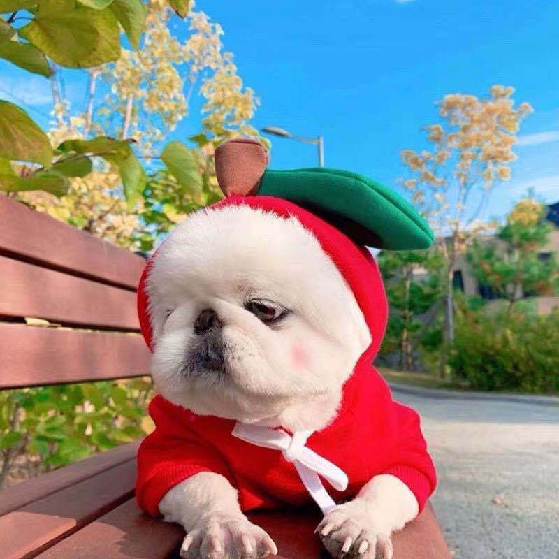 Dog Clothes For Small Dogs