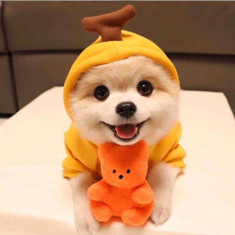 Dog Clothes For Small Dogs