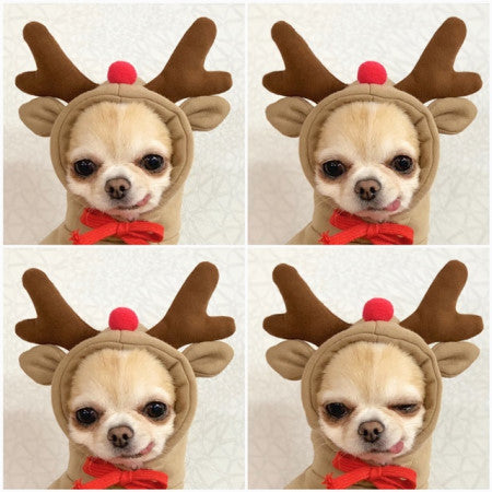 Dog Clothes For Small Dogs